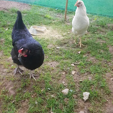 Shadow River Farm Anascaul